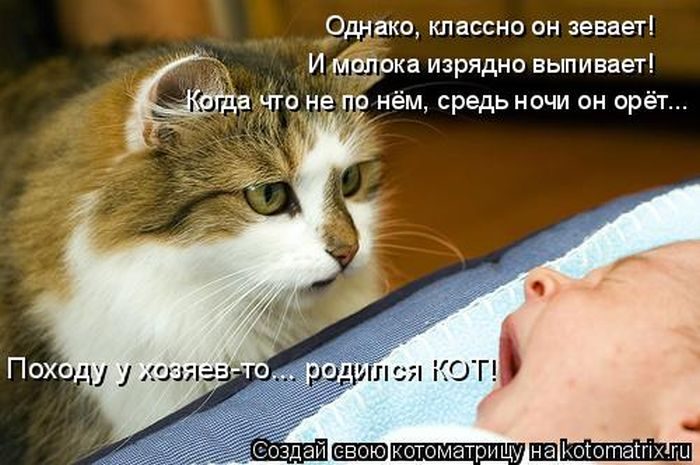 Лучшие котоматрицы недели