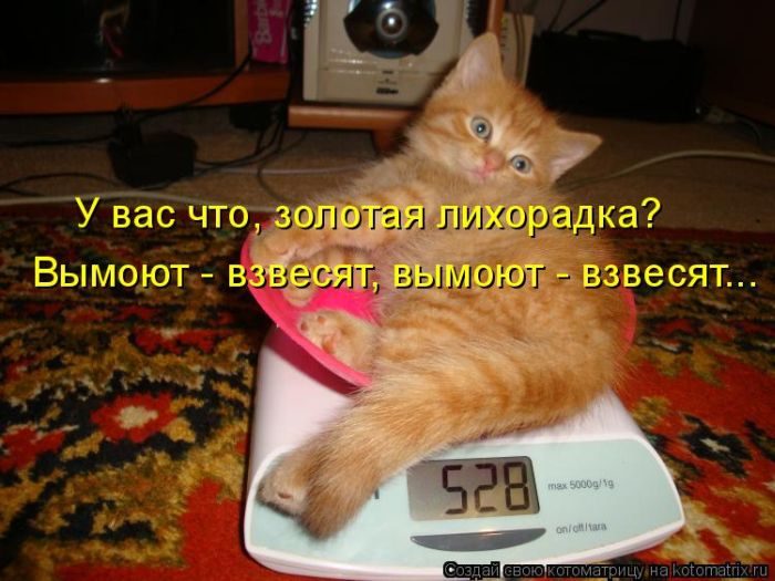 Лучшие котоматрицы недели