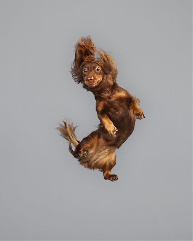 Фотографии собак в прыжке
