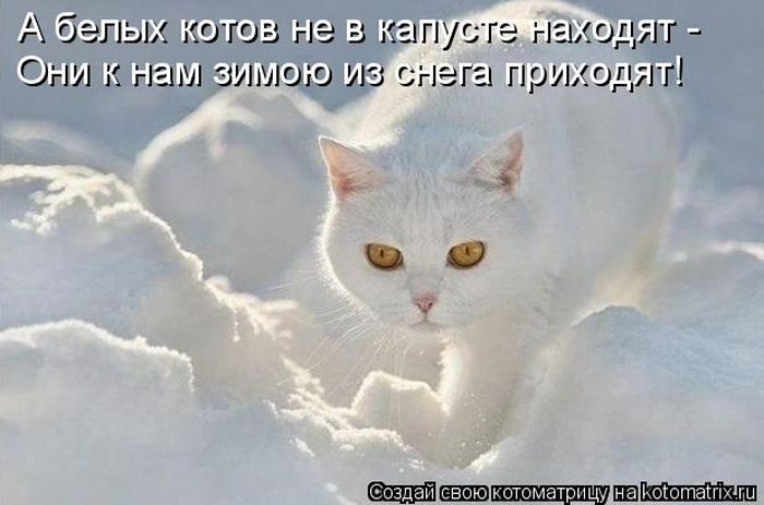 Лучшие котоматрицы недели