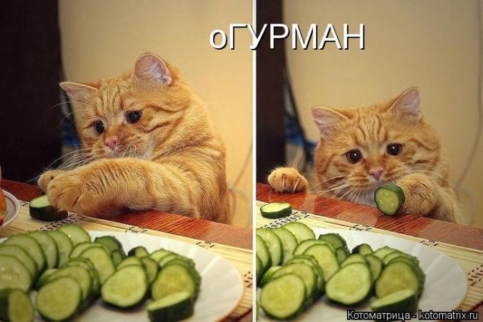 Лучшие котоматрицы недели