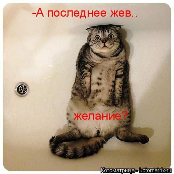 Лучшие котоматрицы недели