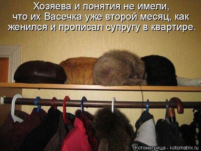 Лучшие котоматрицы недели