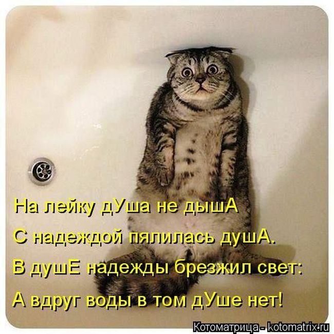 Лучшие котоматрицы недели