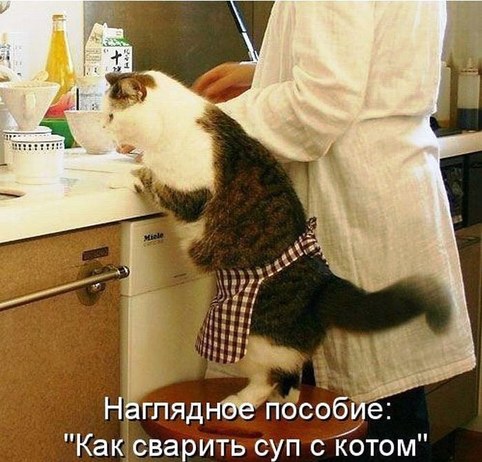 Прикольные картинки с котами