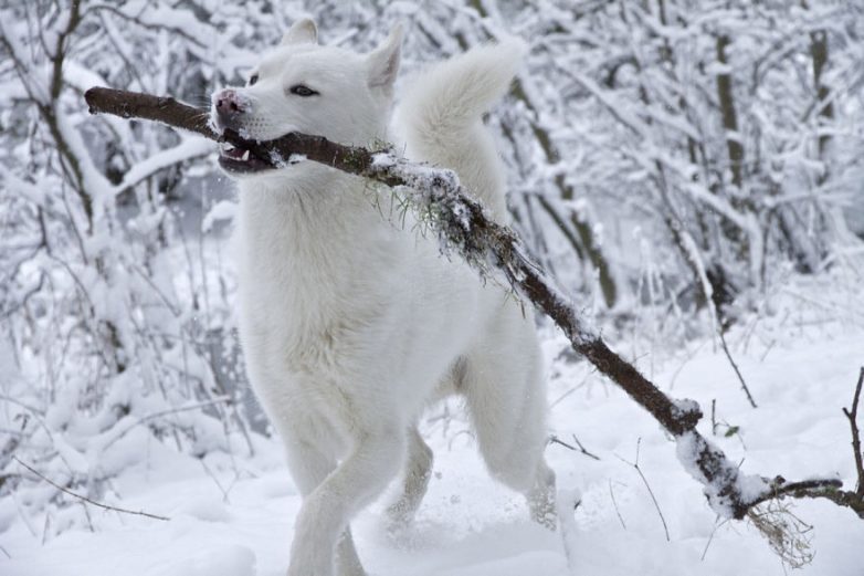 50 животных, которые любят зиму
