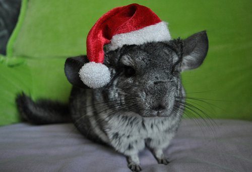 Животные в шапках Санта Клауса