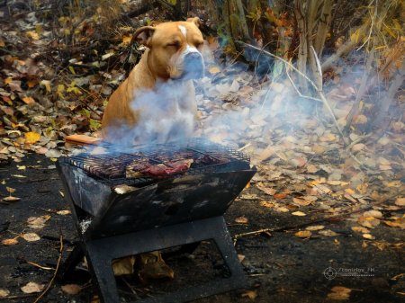 Очаровательные животные