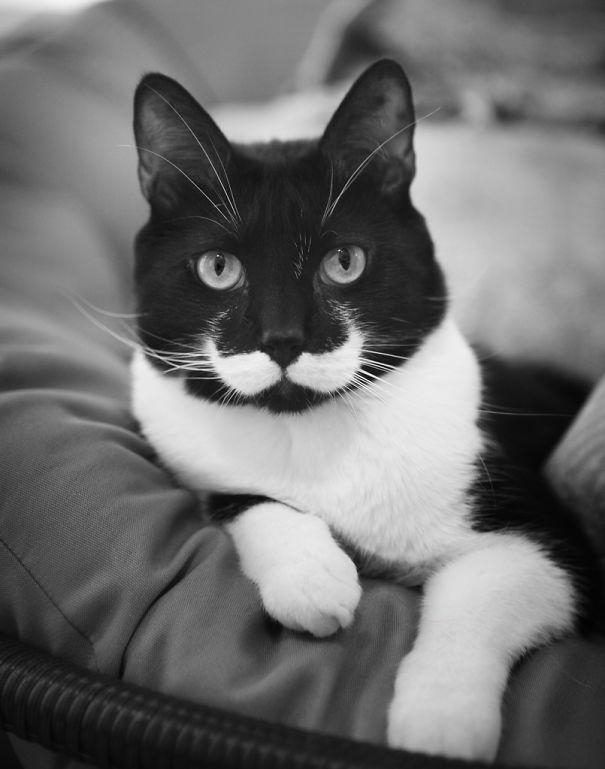 Мяосиф - кот обладающий поразительным сходством со Сталиным