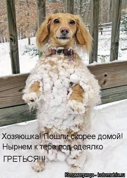 Лучшие котоматрицы недели