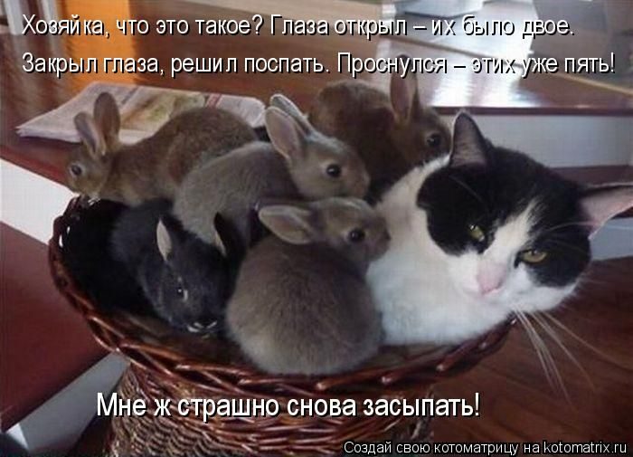 Лучшие котоматрицы недели