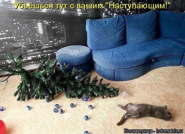 Лучшие котоматрицы недели