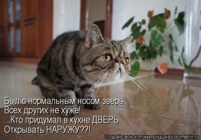 Лучшие котоматрицы недели