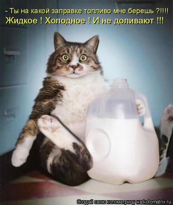 Лучшие котоматрицы недели