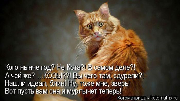 Лучшие котоматрицы недели