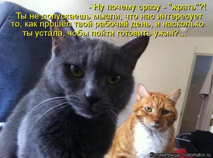 Лучшие котоматрицы недели