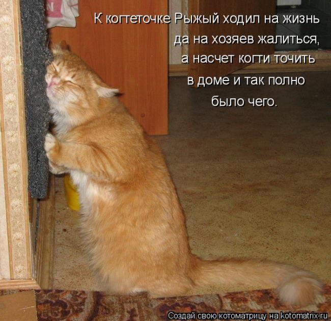 Лучшие котоматрицы недели