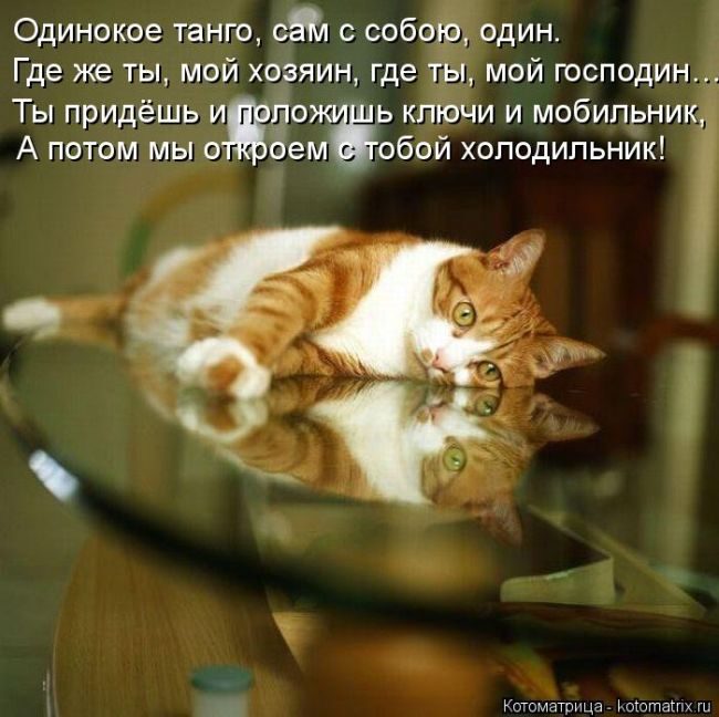 Лучшие котоматрицы недели