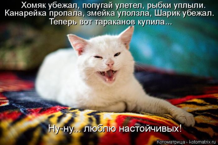 Лучшие котоматрицы недели