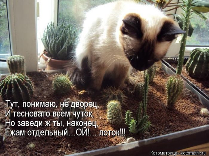 Лучшие котоматрицы недели