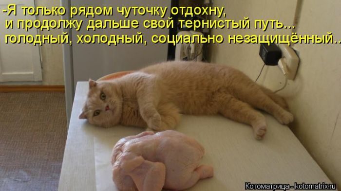 Лучшие котоматрицы недели