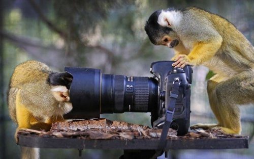 Животные, увлекающиеся фотографией