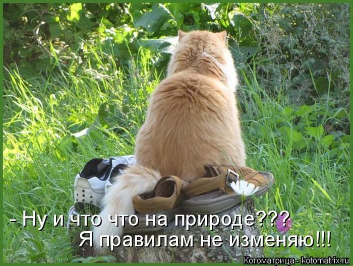 Лучшие котоматрицы недели