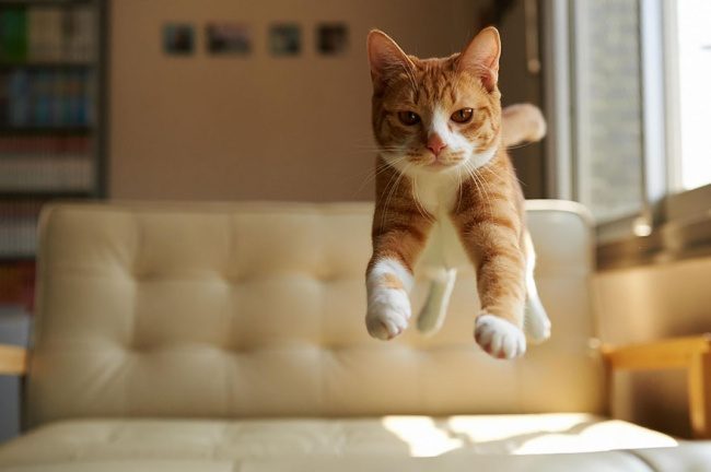 17 фотографий котов, сделанных в самый нужный момент