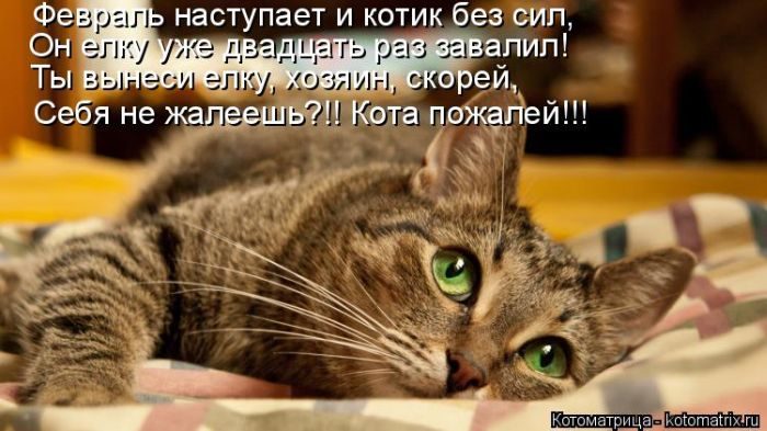 Лучшие котоматрицы недели