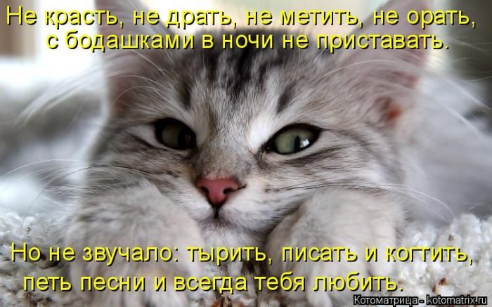 Лучшие котоматрицы недели