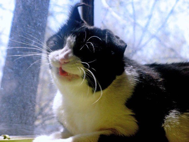 16 котов, понимающих, что значит похмелье