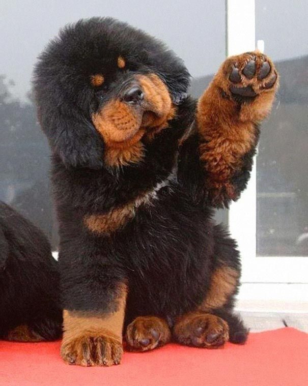 20 восхитительно пухлых щенков, которые выглядят как медвежата