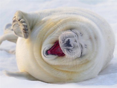Смеющиеся тюлени