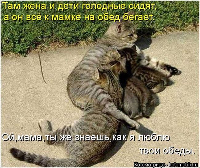 Лучшие котоматрицы недели