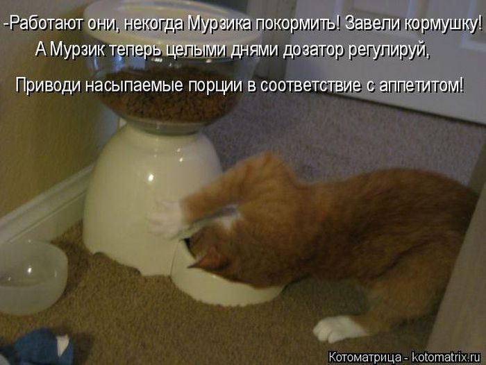 Лучшие котоматрицы недели