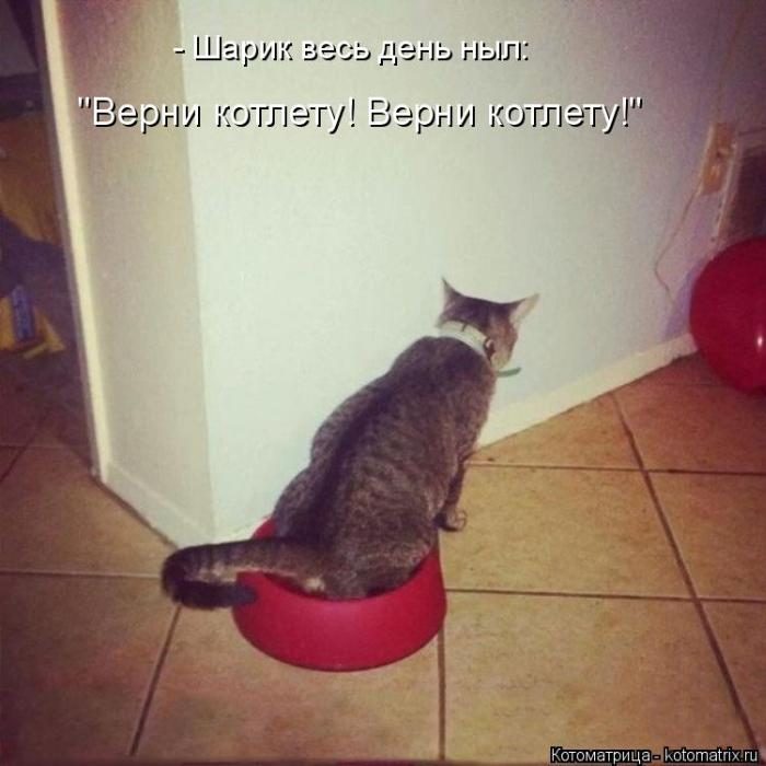 Лучшие котоматрицы недели