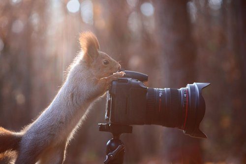 Очаровательные белочки в фотографиях Вадима Трунова