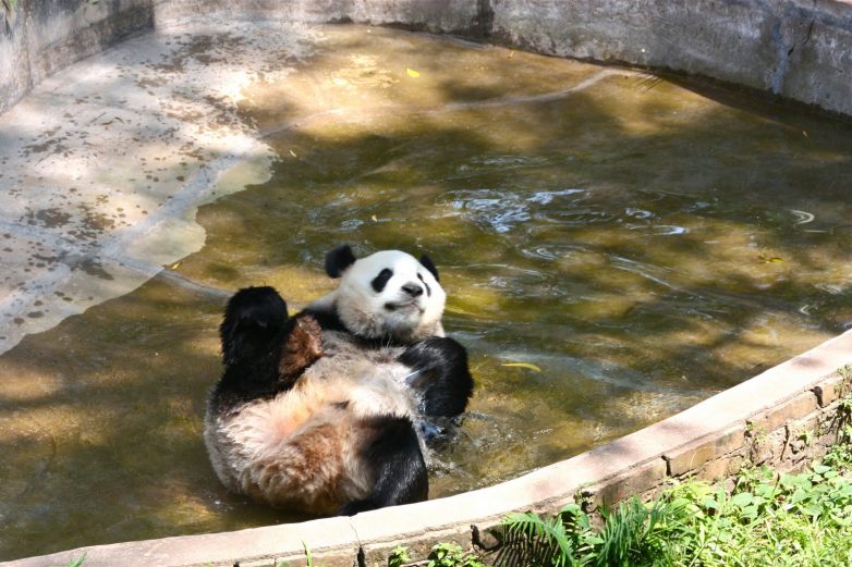 Научись отдыхать, как панда