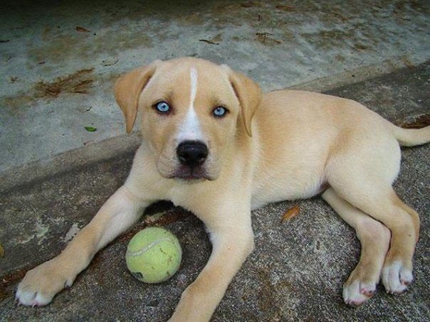 10 необыкновенных собак скрещенных пород