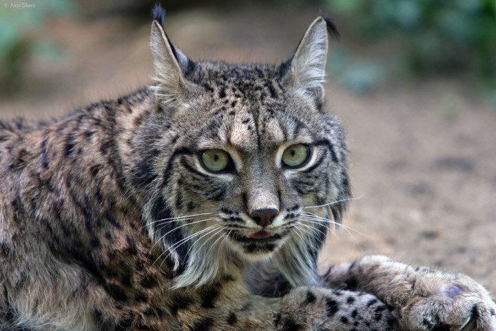 26 великолепных кошек, исчезающих из дикой природы