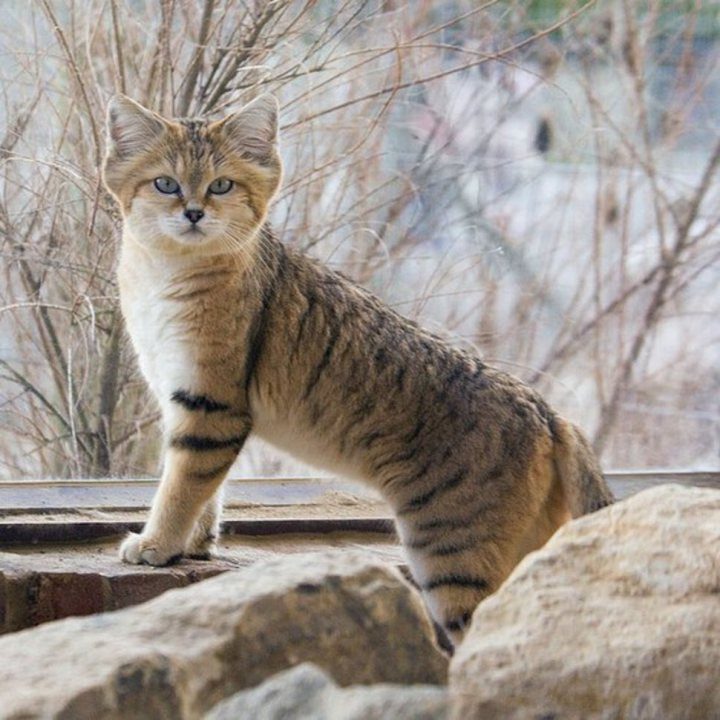 26 великолепных кошек, исчезающих из дикой природы