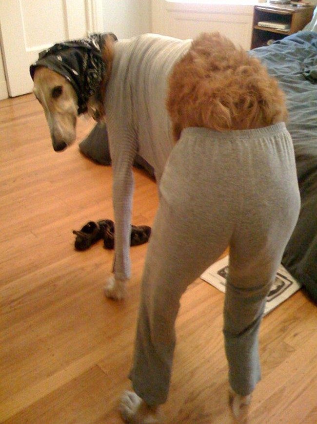 Собаки в пижамах