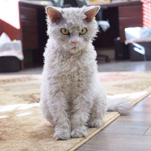 Кучерявое зло: кошка Альберт