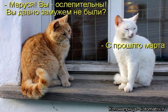 Лучшие котоматрицы недели