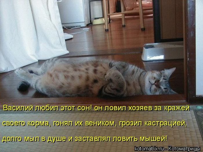 Лучшие котоматрицы недели