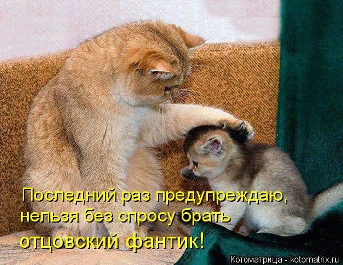 Лучшие котоматрицы недели