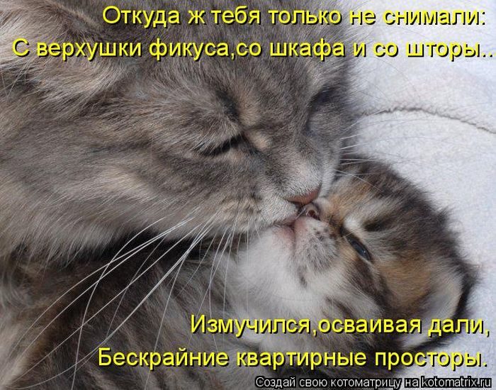 Лучшие котоматрицы недели