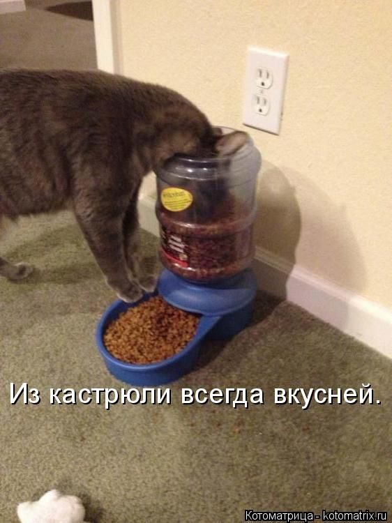 Лучшие котоматрицы недели