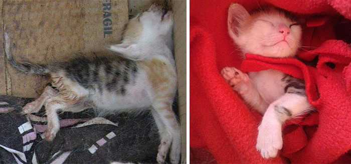 Бездомные коты до и после спасения