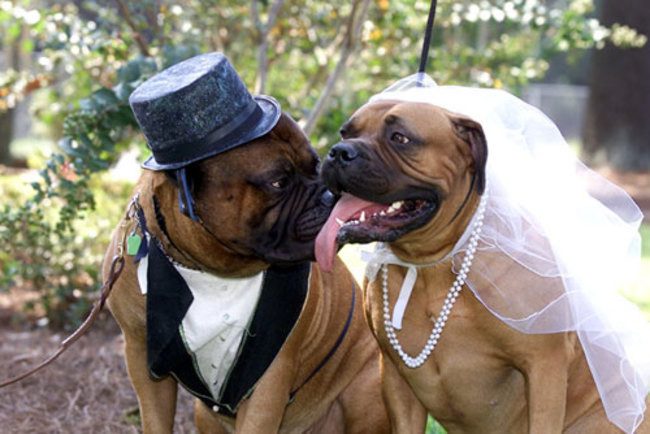 Животные в свадебных костюмах